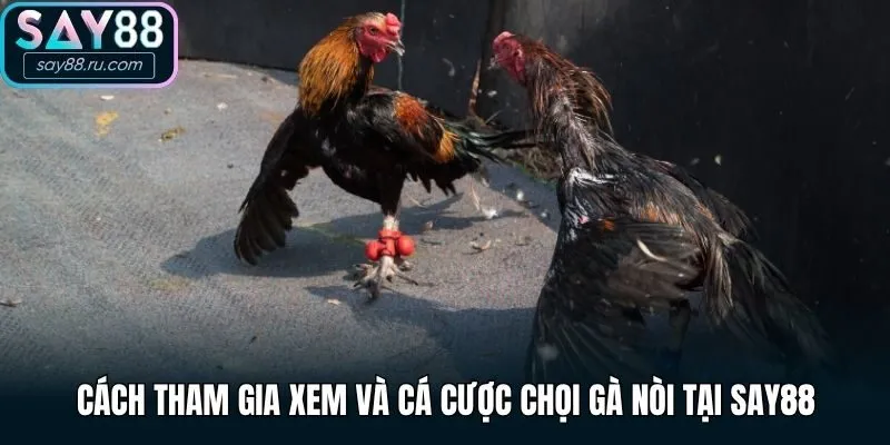 Cách tham gia xem và cá cược chọi gà nòi tại Say88